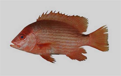 石盆 紅魚是什麼魚